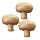 Common mushroom